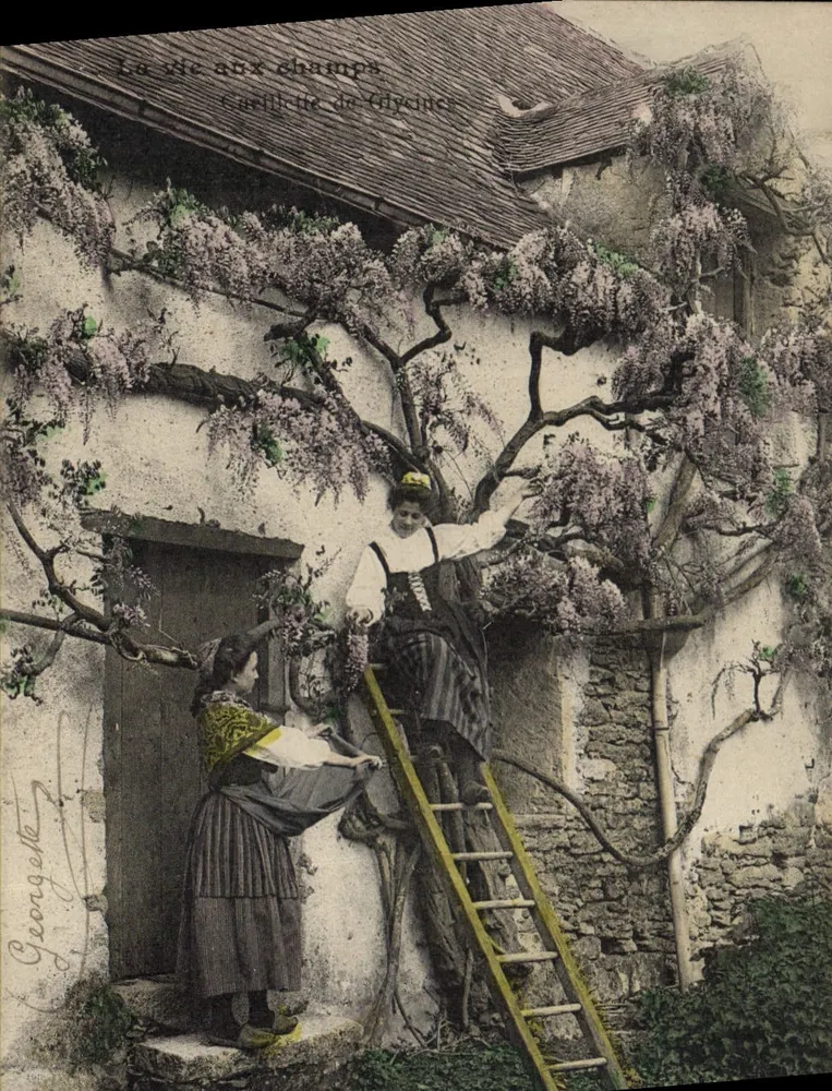Das Leben auf dem Land — Garellitte de Glycine — Georgette - Vorderseite