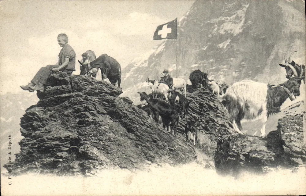 Grupo de cabras e pastor em um cume alpino — bandeira suíça — C.P.M. Stieite Déposés - Frente