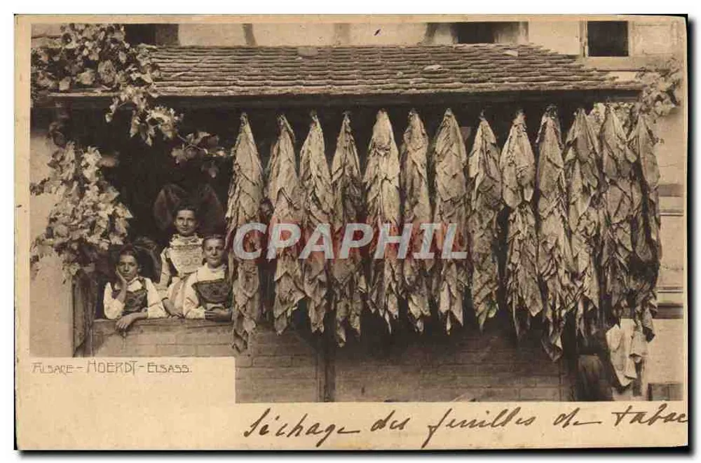 Filsare-Hoerdt-Elsass — Secagem das folhas de tabaco — editor não visível - Frente