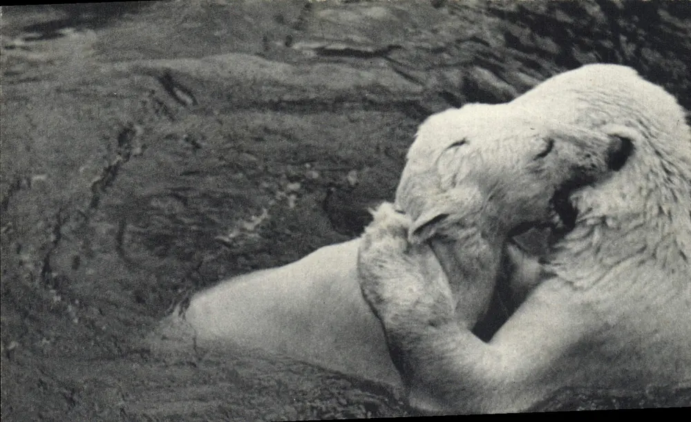 Weiße Bären, die in ihrem Becken spielen — Nationalmuseum für Naturgeschichte, Zoologischer Park Vincennes, Paris — Serie 201 - Vorderseite