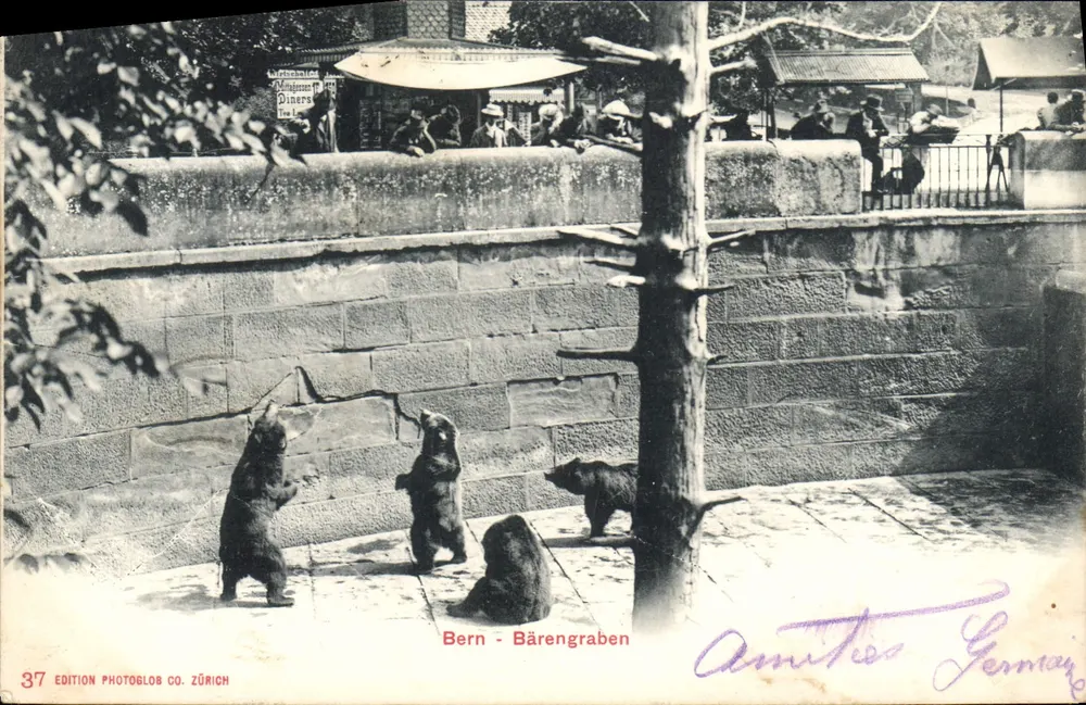 Bern - Bärengraben — três ursos em seu recinto — EDIÇÃO PHOTOGLOB CO. ZÜRICH n°37 - Frente