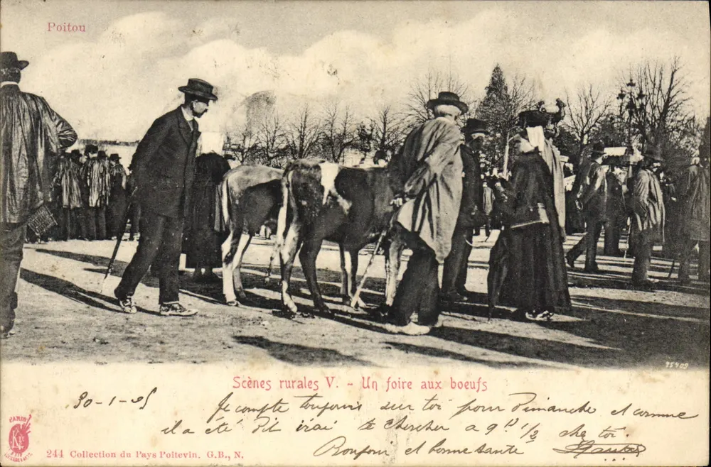 Poitou - Scene rurali V. - Una fiera dei bovini - Collezione del Pays Poitevin, G.B., N. n°244 - Recto