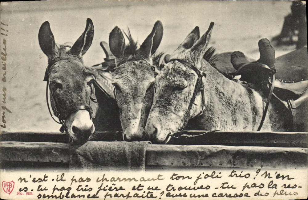 Três burros — Carta postal n° 669 — M.B. Editor - Frente