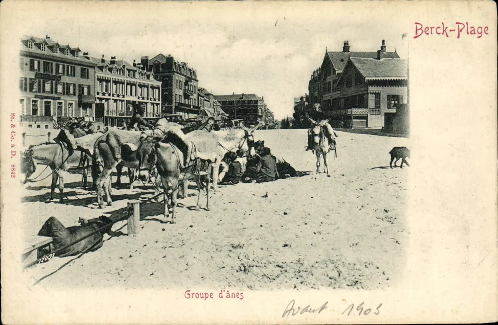 Berck-Plage — Grupo de jumentos — St. & Co. A. D. 8412 - Frente