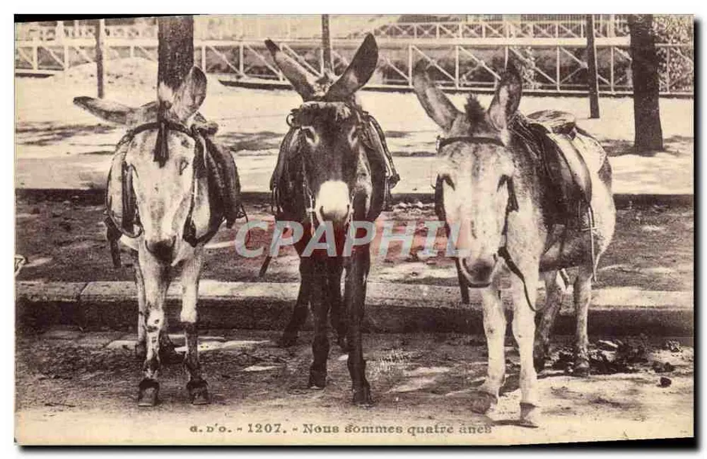 Quatro jumentos — a.d.o. - 1207 — J. Gouttefanges (P.-de-D.) - Frente