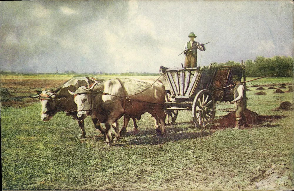 Trabalho agrícola com bois — cena campestre — Laboratoires Maurice Robin - Frente