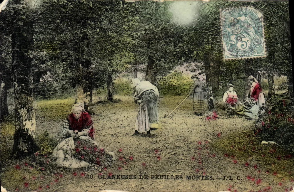 Glaneuses de feuilles mortes — J.L.C. - Frente