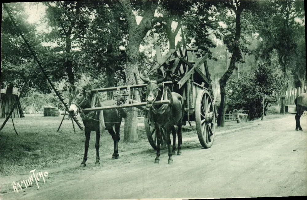 Attelage Landais — Dois burros puxando uma carruagem carregada — Edições Artísticas R. Bergevin, La Rochelle - Frente