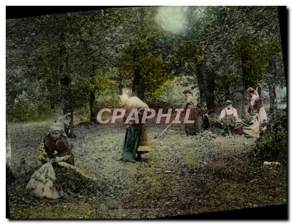 Les Châtaignes de Béthille - Forêts de Béthille - Éditeur non identifié - Awers