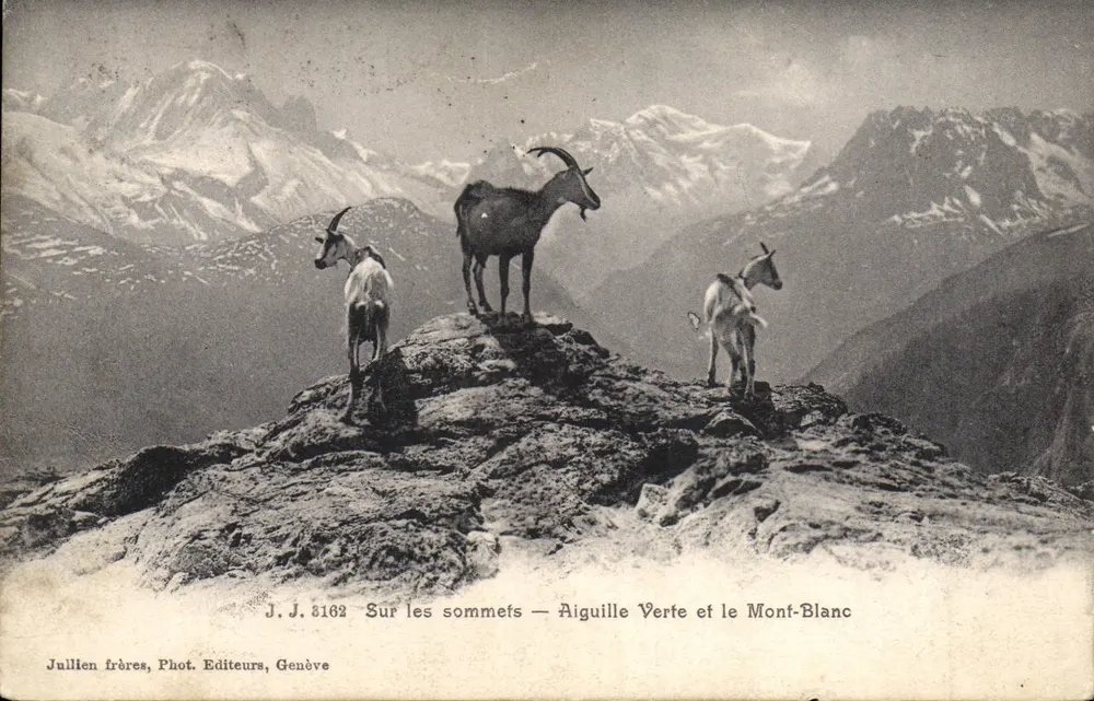 Auf den Gipfeln — Aiguille Verte und Mont-Blanc — Jullien frères, Phot. Editeurs, Genève, n° 8162 - Vorderseite