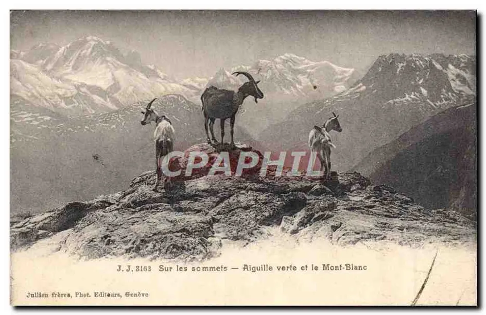 Auf den Gipfeln — Grüne Nadel und Mont-Blanc — Jullien frères, Fotografen-Verleger, Genf, Nr. J.J. 8163 - Vorderseite