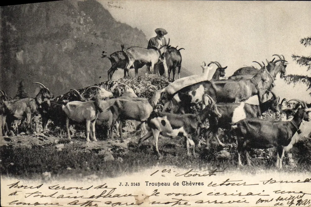 Rebanho de cabras — Montanha — Jaillien Frères, editores fotográficos, Gambre, n° J.J. 3143 - Frente