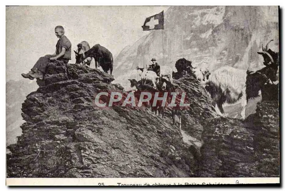 Ziegenherde an der Petite Scheidegg — Schweiz — Nr. 25 - Vorderseite
