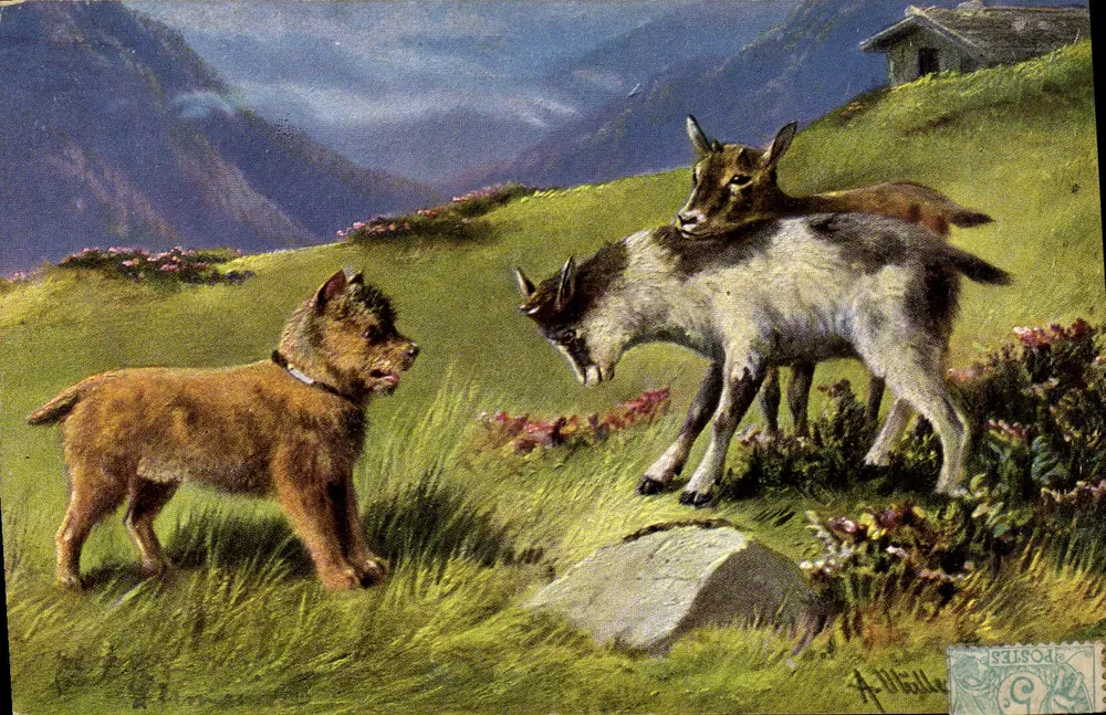 Cachorro e cabras nas Alpes — A. Willer — editor não visível - Frente