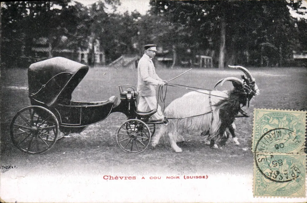 Cabras com pescoço preto (Suíça) — editor STAECK H. — número de série não visível - Frente