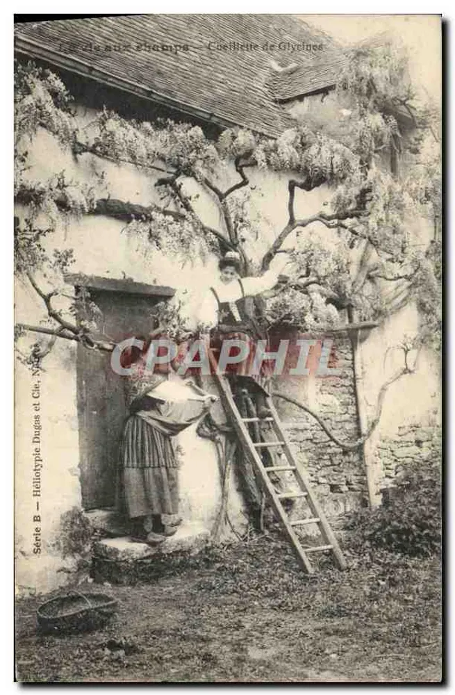 Ernte von Glyzinen — Frau, die Blumen auf einem Gerüst pflückt, Verlag Héliotypie Dugas et Cie, Serie B - Vorderseite