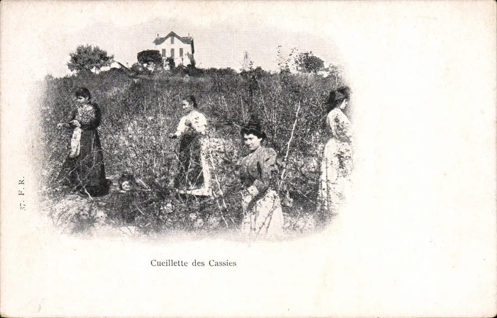 Cucilhete das Cassies — Mulheres colhendo cassies — F.R. n°37 - Frente