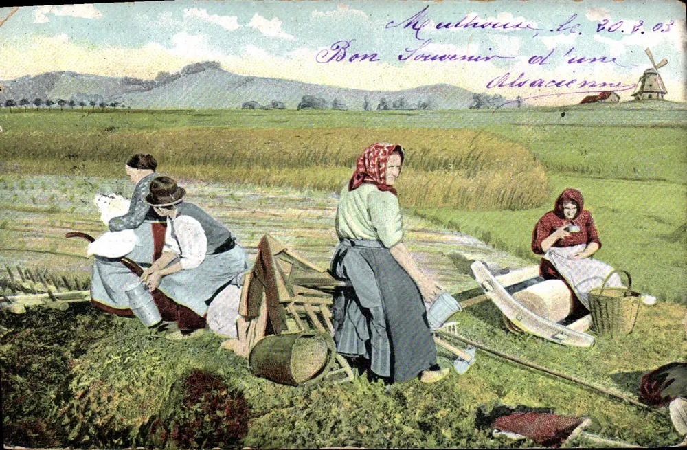 Scène de travail agricole — femmes cueillant des plantes dans un champ — éditeur 'SERIE 731' (verso) - Frente