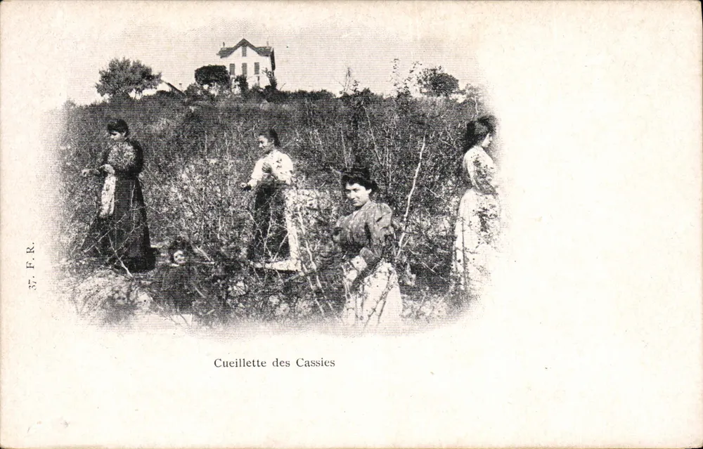 Cueillette des Cassics — S.F.R. — editor S.F.R. - Frente