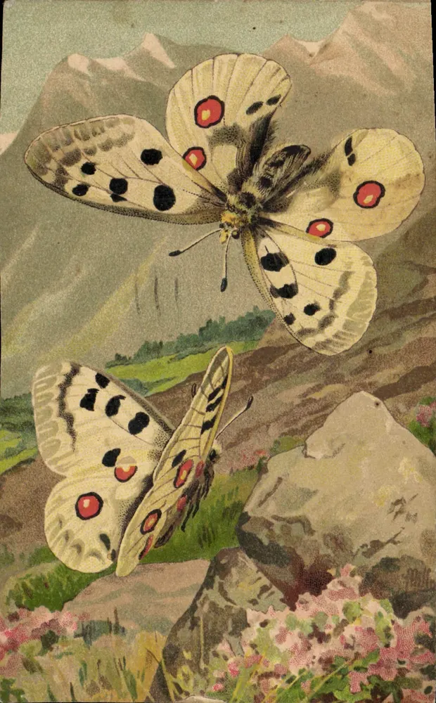 Deux papillons dans les Alpes — illustration — L'Apollon (Parnassius Apollo) — n°204 - Frente