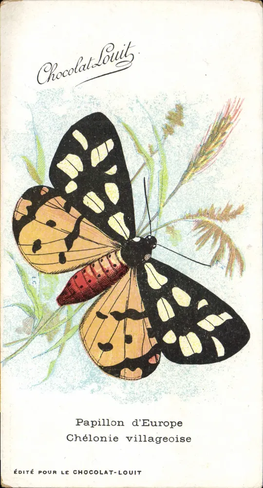 Europäischer Schmetterling — Dorfschildkröte — Veröffentlicht für Chocolat-Louit - Vorderseite