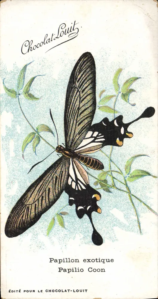 Papillon exotique — Papilio Coon — édité pour le Chocolat-Louit - Anverso