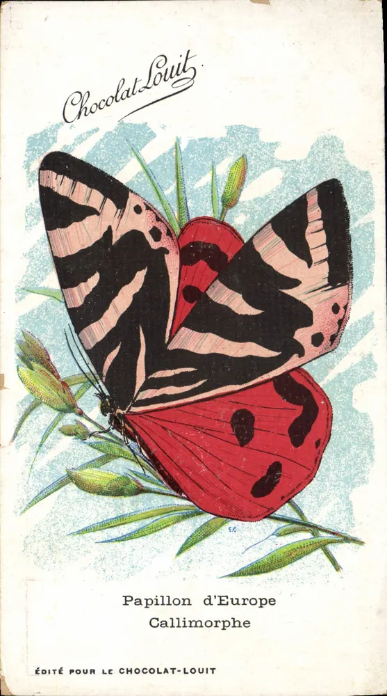 Mariposa da Europa — Callimorphe — Edição para o Chocolat-Louit - Frente