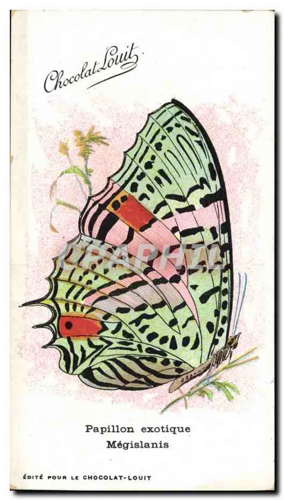 Papillon exotique Mégislanis — Editado para o Chocolat-Louit - Frente