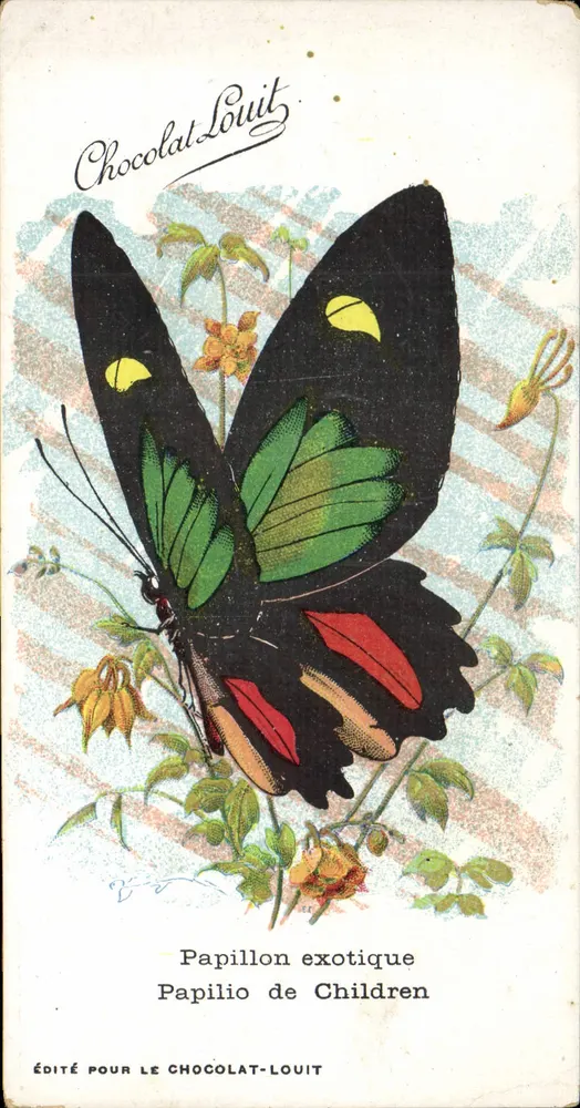 Exotischer Schmetterling — Papilio de Children — Für Chocolat-Louit herausgegeben - Vorderseite