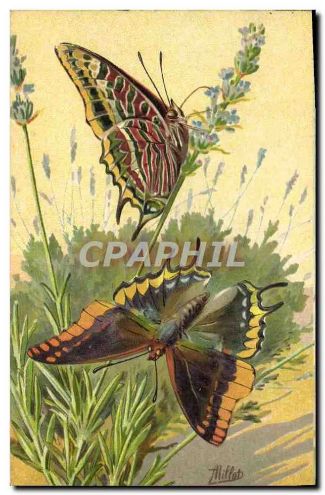 Dois pavões — Jasius (Charaxes Jasius) — Millot, n°200 - Frente