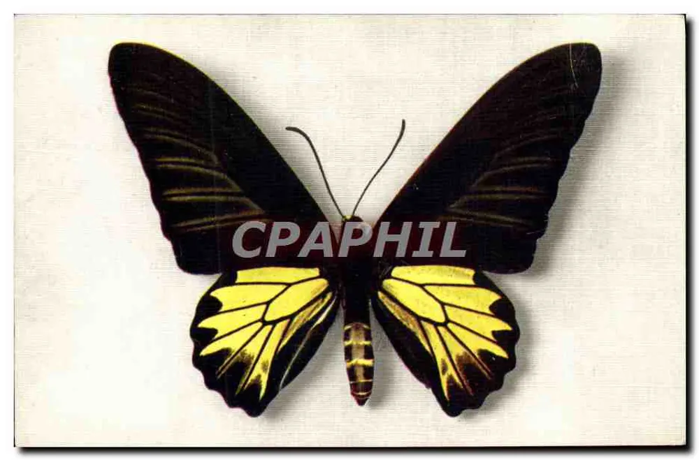 Papilio acus Kaguya — Formosa — Verlag: Nationaler Kinderrat, Paris - Vorderseite