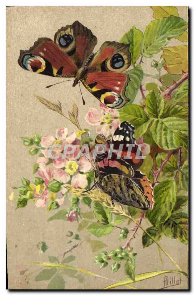 Zwei Schmetterlinge — Peacock und Vulcain — gezeichnet von Alillat - Vorderseite