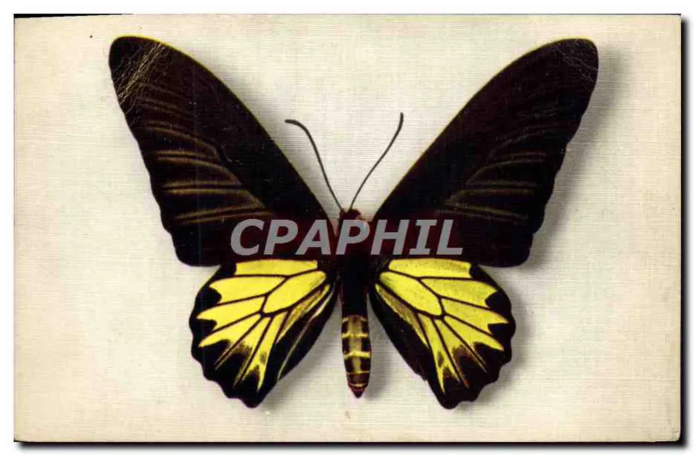 Papilio Aegus Kaguya — Formosa — Veröffentlicht vom Nationalen Komitee für Kindheit, Paris - Vorderseite