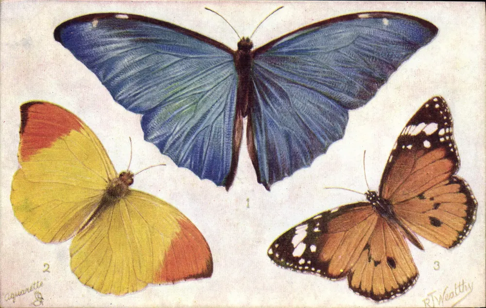 Drei exotische Schmetterlinge — Aquarell — Tuck's Post Card, Serie 9262 - Vorderseite