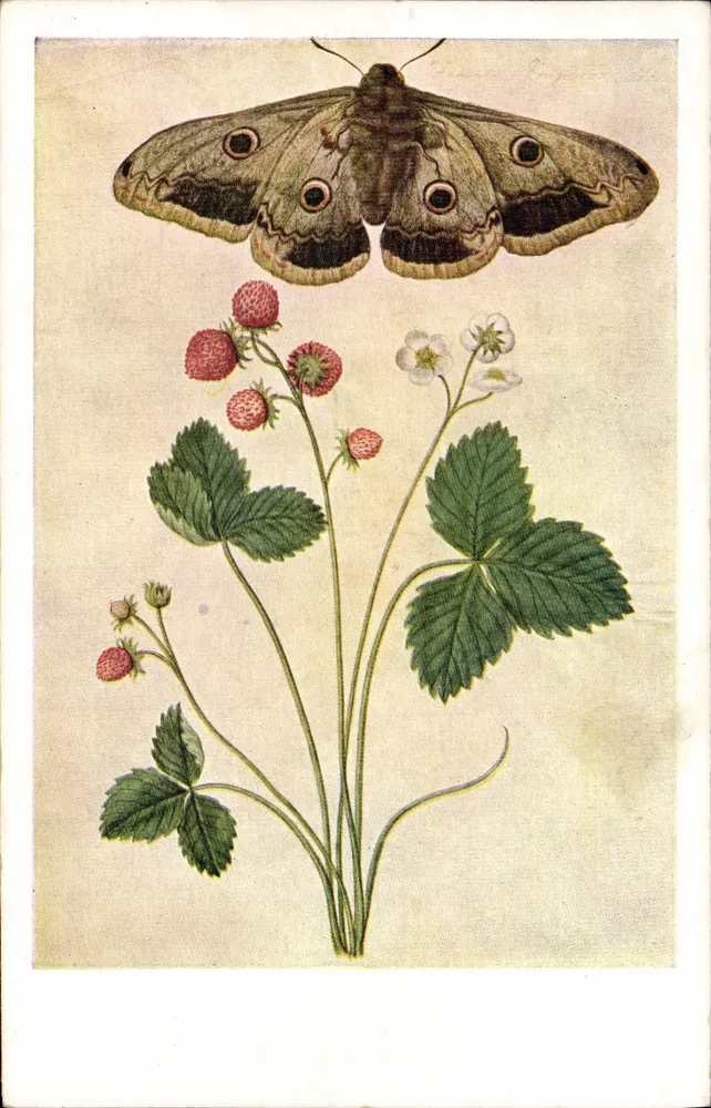 Stachelbeerenblüten und Schmetterling — Nachbildung eines Zeichnungs von Jacques Le Moyne — Waterlow & Sons, London - Vorderseite