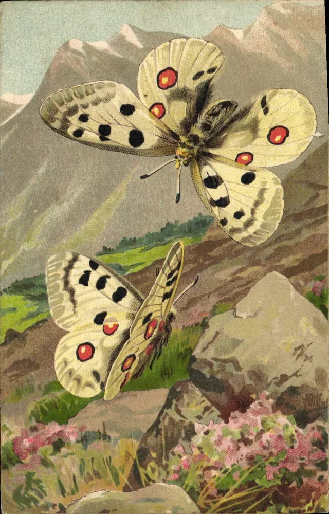Dois borboletas nas Alpes — L'Apollon (Parnassius Apollo) — Marca L-E Modelo depositado, Paris, n°204 - Frente