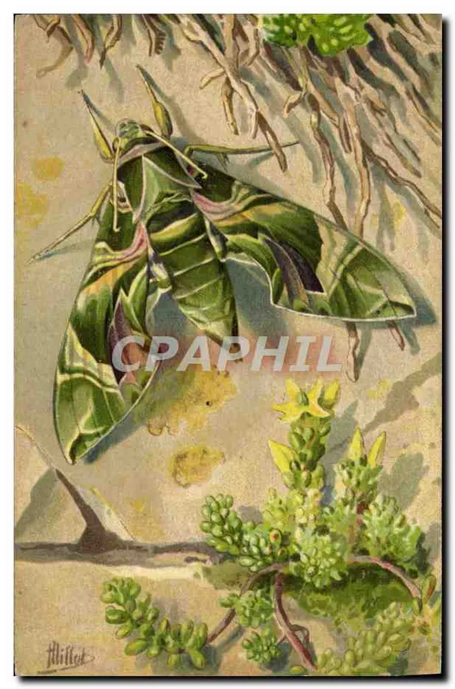 Rose-Laurel-Sphinx — (Deilephila Nerii) — Mark L-E, Nr. 202 - Vorderseite