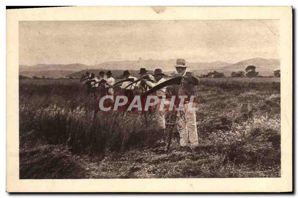 Colheita de trigo — trabalhadores no campo — editor não identificado - Frente
