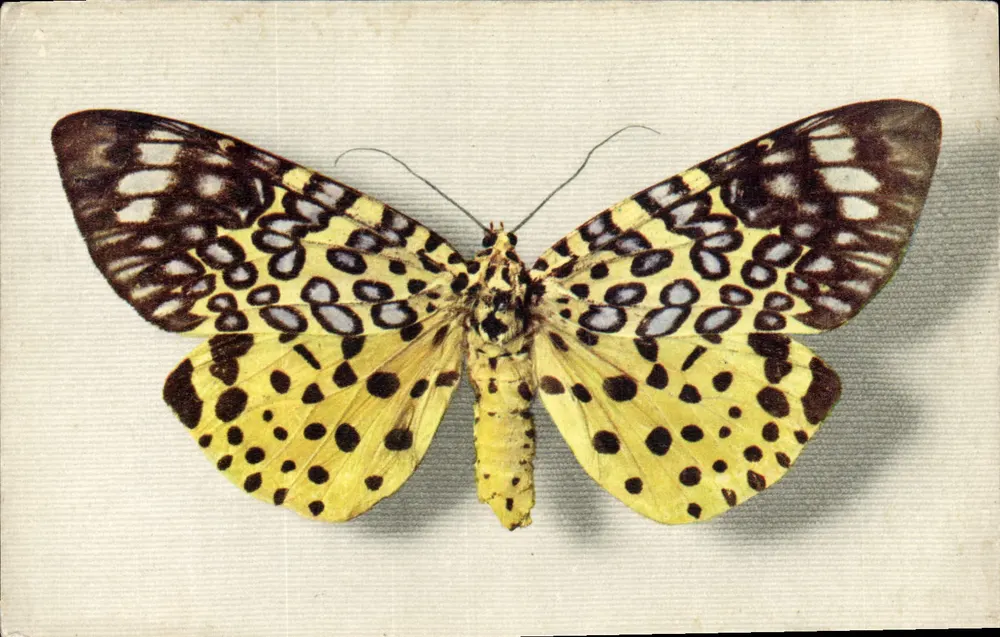 Moth Argus — Assam — Veröffentlicht vom COMITÉ NATIONAL DE L'ENFANCE - Vorderseite