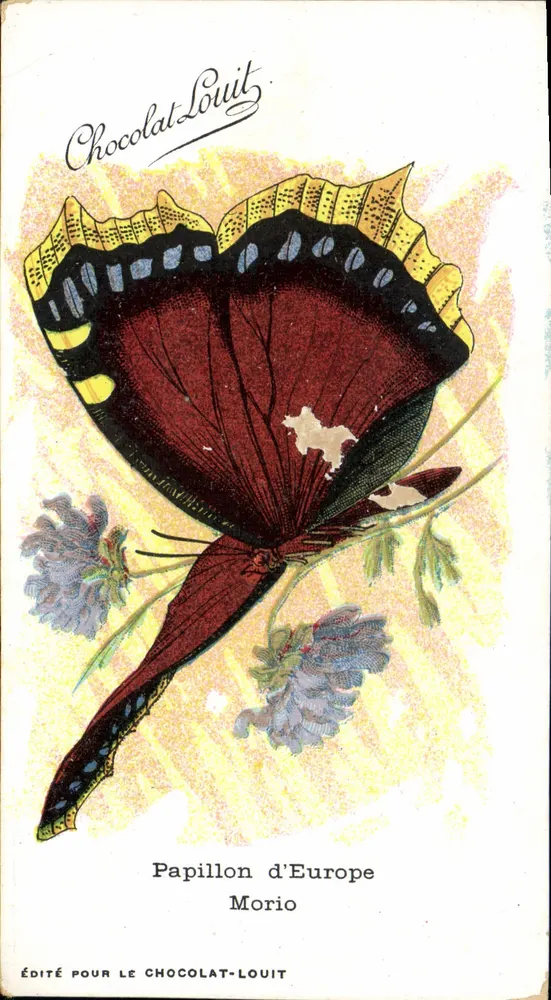 Europäischer Adlerspinner — Chocolat-Louuit, Verlag - Vorderseite