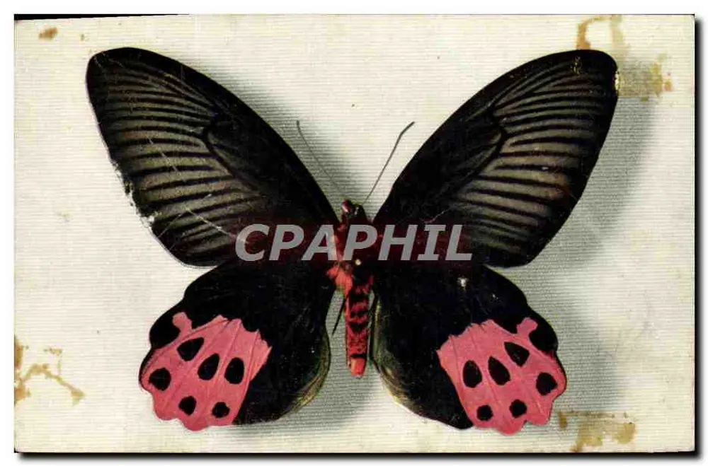 Papilio horishanus — Formose — Verlag: Nationalkomitee von Enrance, Paris - Vorderseite