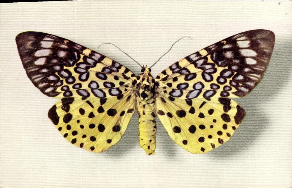 Schmetterling mit Mustern — herausgegeben vom Nationalen Komitee für Kindheit, Paris — Nr. 9 - Vorderseite