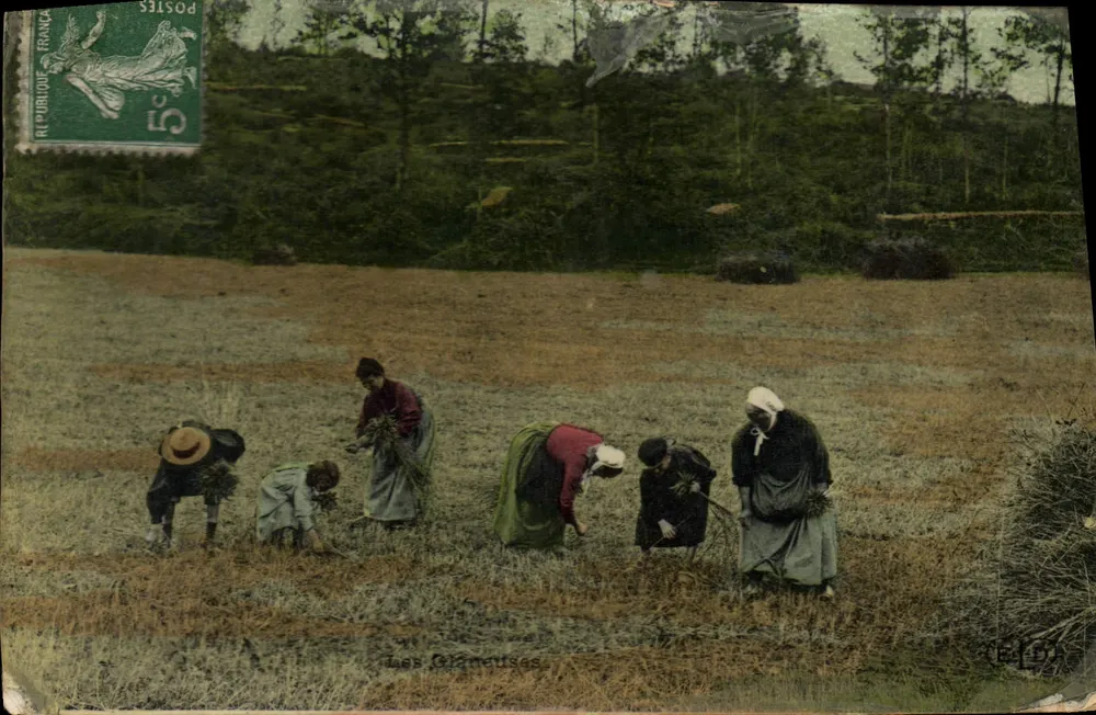 Les Oléaneuses — Femmes cueillant des herbes dans un champ — Éditeur : C.E.L.D. (imprimé en bas à droite) - Frente