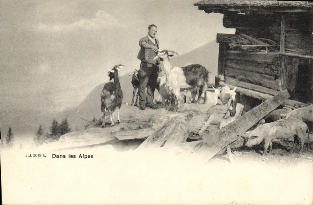 Nos Alpes — pastor com cabras e porcos — J.J.3018 A. - Frente