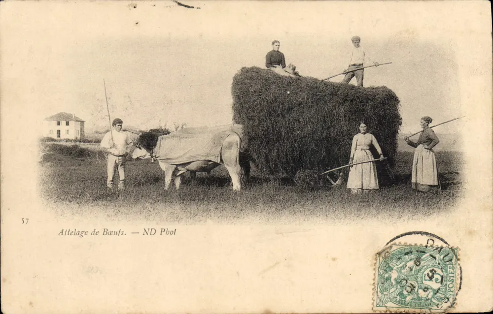 Attelage de Bæufs — scène de travail agricole — ND Phot - Frente