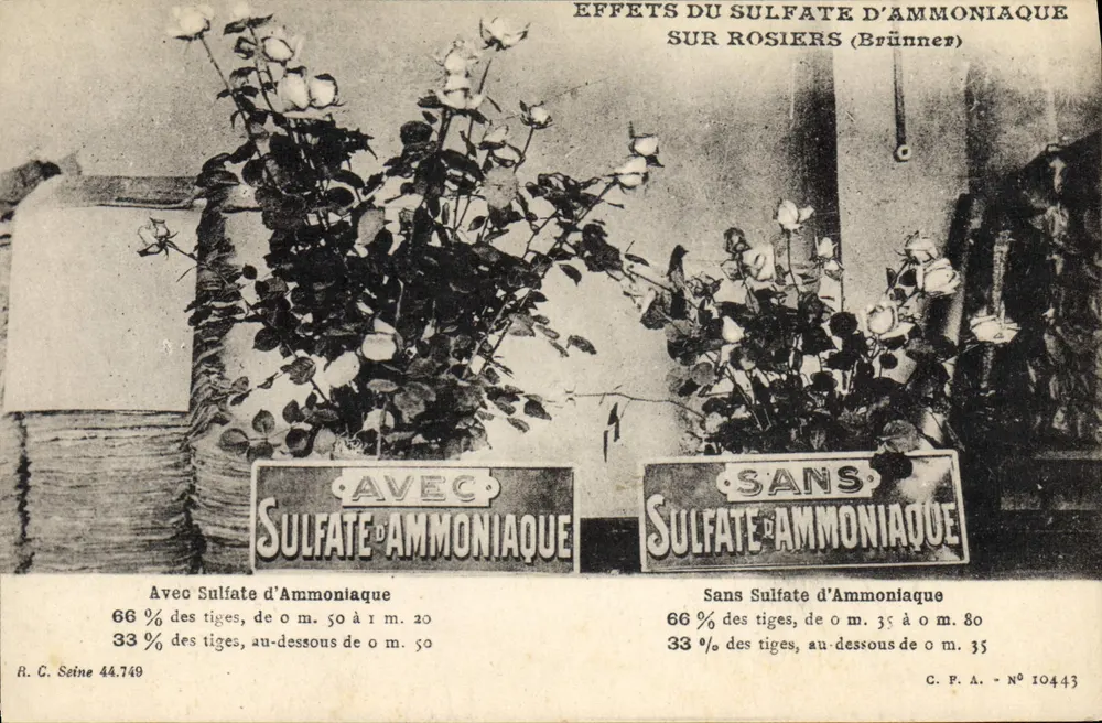 Efectos del sulfato de amonio en rosas — (Brünner) — R.C. Seine 44.749 - Anverso