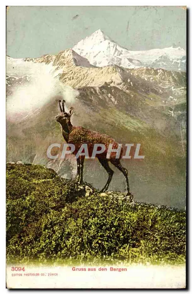 Chamois dans les montagnes — Gruss aus den Bergen — Éditeur Photoglor Co., Zürich, n° 3094 - Awers