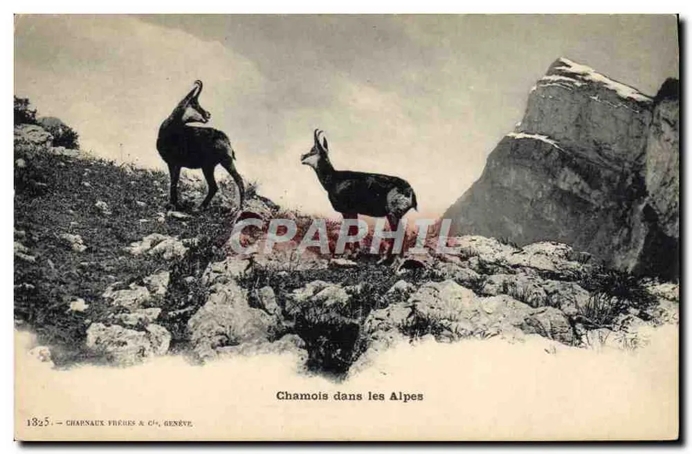 अल्प्स में चमोइस - 1925 - चार्नॉऊ फ्रेर एवं सी, जिनेवा - आगे