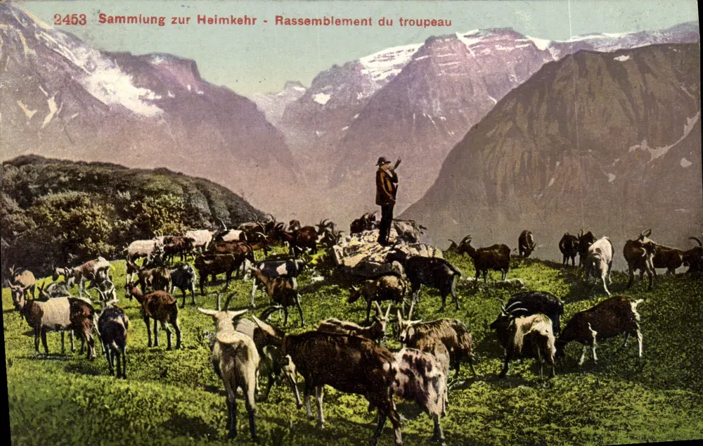 Reunião do rebanho — Alpes suíços — Edição Fotógrafo Zürich n°2458 - Frente