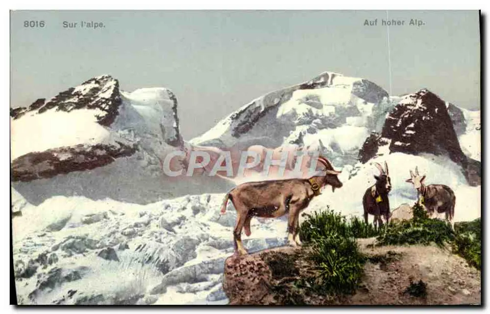 Na alpina. — Vista de montanha com cabras — Phototypie Co. Neuchâtel, n° 8016 - Frente